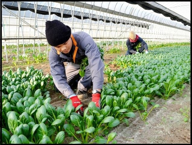 Magang Di Jepang Bidang Pertanian Suka Dukanya